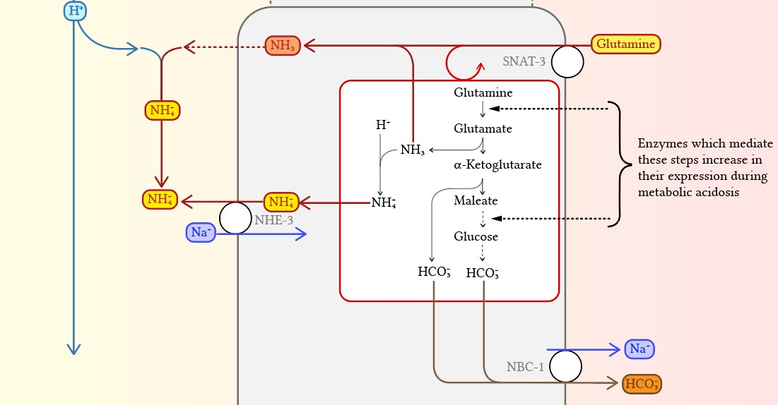 metabolism of ammonia in response to metabolic acidosis 2