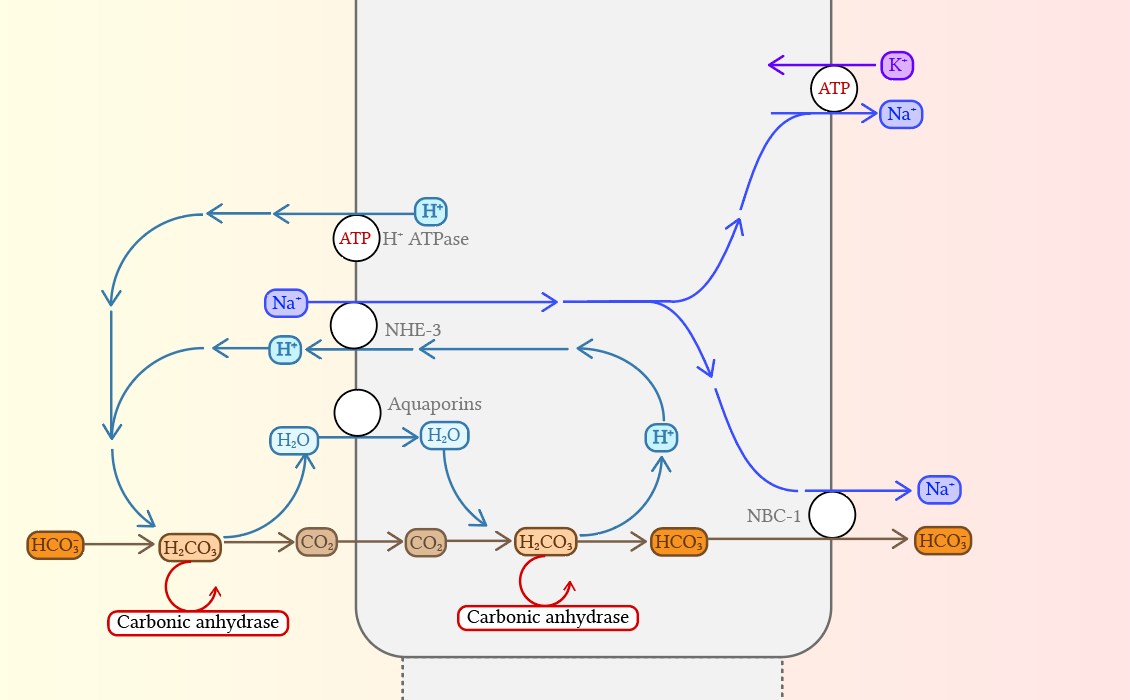 bicarbonate reabsorption in the proximal tubule2